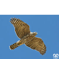 گونه طرلان Northern Goshawk 